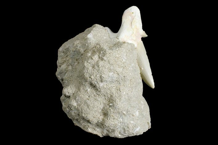 Eocene Otodus Shark Tooth Fossil in Rock - Huge Tooth! #171287